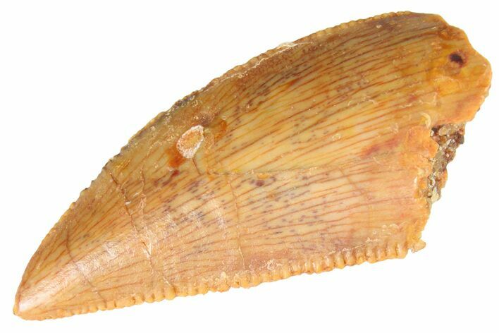 Serrated Raptor Tooth - Real Dinosaur Tooth #347056